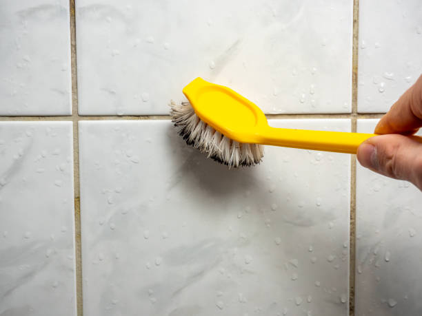 Best Mold Damage Repair  in Morris, MN