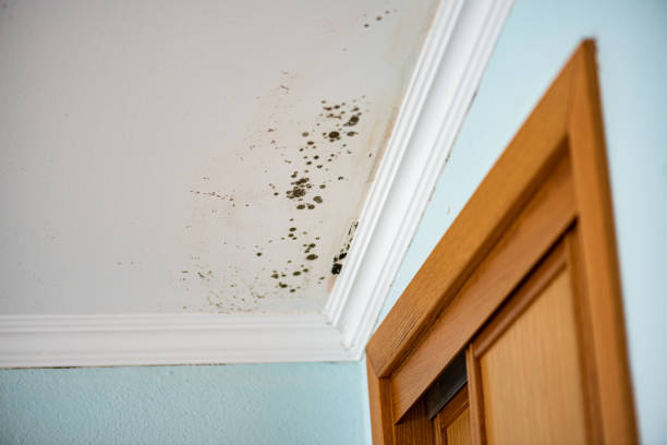 Certified Mold Removal in Morris, MN
