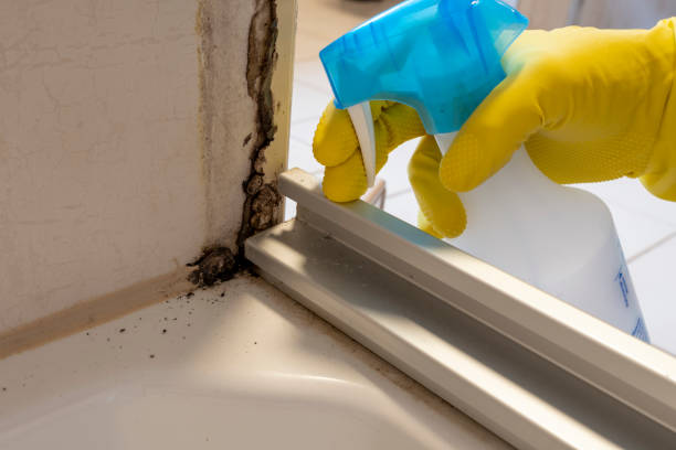 Best Mold Remediation Services  in Morris, MN