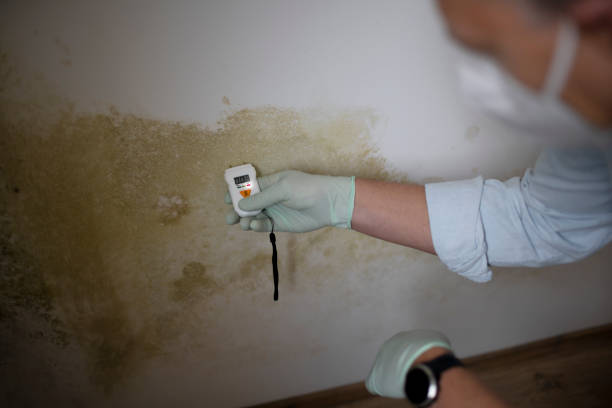 Best Fast Mold Removal  in Morris, MN