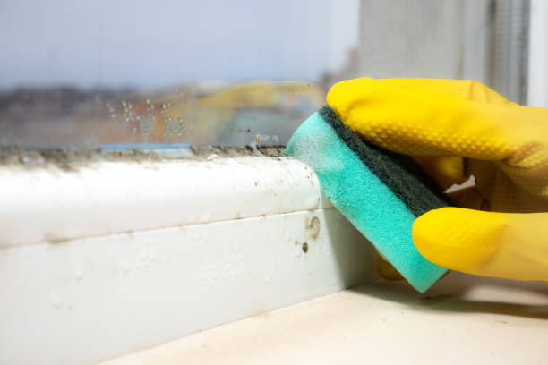 Best Mold Removal Company Near Me  in Morris, MN