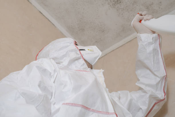 Best Certified Mold Removal  in Morris, MN