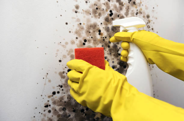 Best Local Mold Removal Service  in Morris, MN