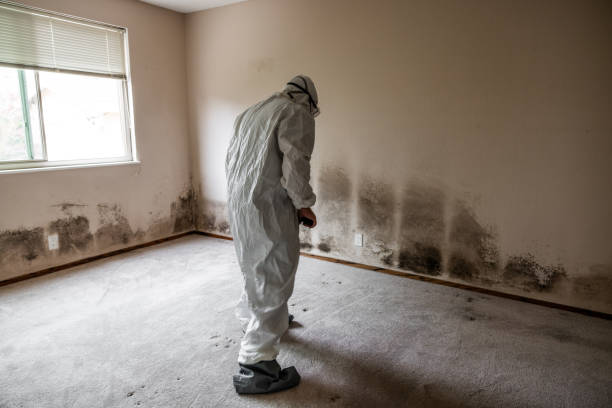 Best Commercial Mold Removal  in Morris, MN