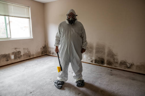 Best Toxic Mold Removal  in Morris, MN