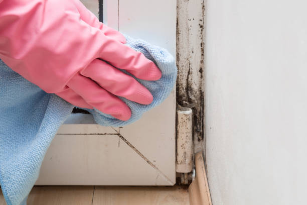 Best Attic Mold Removal  in Morris, MN