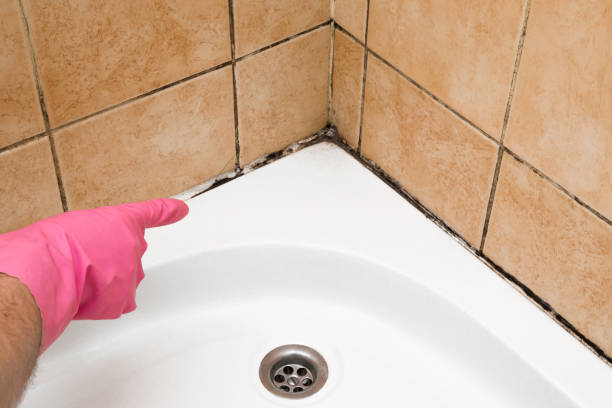 Best Emergency Mold Removal  in Morris, MN
