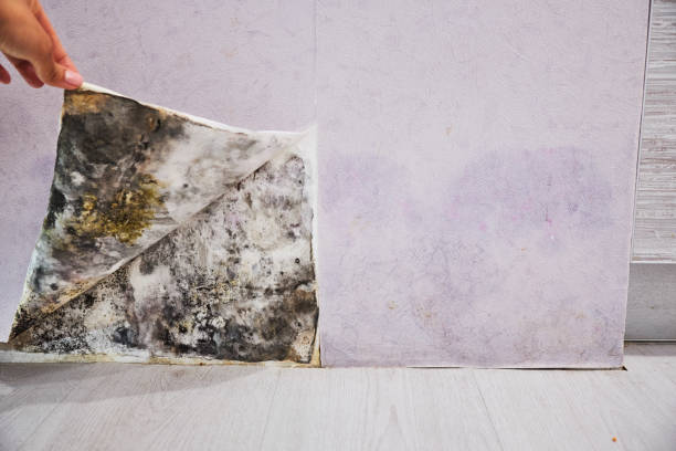 Best Mold Remediation  in Morris, MN
